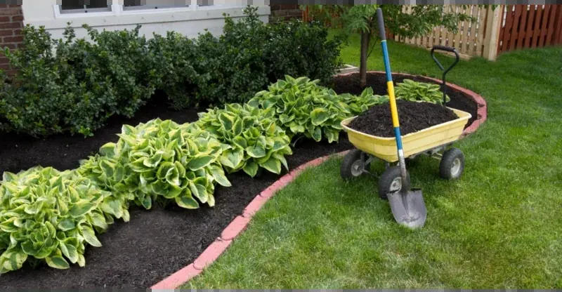 Freshly mulched bed of hostas with a clean edge along the lawn and a wheelbarrow of mulch